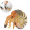 Artificial Nautilus Model Simulation Toy For Home Marine Adornment 6