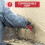 Professional Voegspuit Spuitlepel: RVS 7