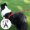 1Conjunto Arnês E Preto Para Cães Pequenos Confortável E Durável 4