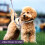 Arnês Para Cães Com De Durável 7