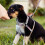 Arnês Para Cães Com De Durável 5