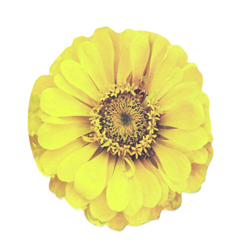 25 Sheets Flowers Notes Stick Pad Removable Stick Notes-Yellow