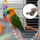 1Set Multifunctionele Vogel Schommel En Klimstand Gras Geweven 4