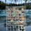 2St Shell Display Case Transparant Met 36 Vakjes Collecties 3