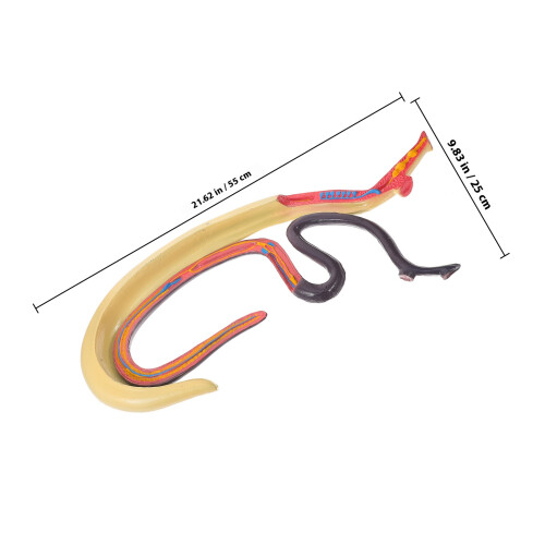 Multi Plastic Leshulpmiddel Schistosoma Dier Model 1