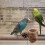 Portable Parrot Playground With Feeding Cup For Training And Play 10
