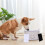4St Actieve Koolstof Filter Pet Waterfontein Wit Vervangset 11