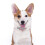 Verstelbare Roze Kattenhalsband Met En Decor 5