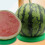 12Stk Grün Antirutsch Melonenhalter Stand 11