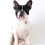2Ud Decorativos Para Y Cachorros De Tela Multicolor 10