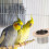 Vogelkäfig Futter- Und Wasserschale Mit Holzdesign 4