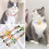 Collar De PU Con Y Para Mascotas 2