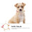 Verstelbare Kitten Halsband Parel Accessoires Dierenfeest 9