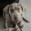 3Ud Strong Para Perros Con Reflectante, Exterior, Colores 4