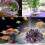 4Pièces Cristal Violet Arêtes Pour Bassin 9