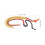 Didáctico Schistosoma Animal Plástico Multicolor Aula 3