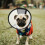 Cone ABS Para Cães E Ajustável Antilambida 6