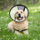 Cone ABS Para Cães E Ajustável Antilambida 4