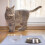 Tapete Silicone Antiderrapante Para Pet 10