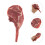 Fake Fresh Meat: In Per E Decorazione 9