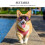 Foldable Dog Goggles With Adjustable Band For Small Large Pets 7