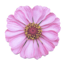 25 Blatt selbstklebender Haftnotizblock, Blumenform,-Rosa.