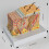 Human Skin Anatomy Model Human Skin Structure Anatomical Model 3