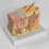 Human Skin Anatomy Model Human Skin Structure Anatomical Model 6