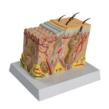 Anatomisches Modell der menschlichen Haut. Anatomisches Modell