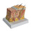 Anatomisches Modell der menschlichen Haut. Anatomisches Modell 1