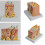 Anatomisches Modell der menschlichen Haut. Anatomisches Modell 2