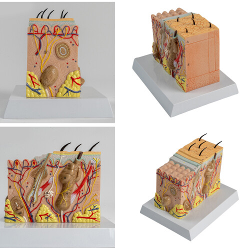 Anatomisches Modell der menschlichen Haut. Anatomisches Modell 1