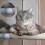 8 Pcs Suction Cups Cat Window Perch Cat Window Hammock Replacement Suction Cup for Kitty Cat Window p 3
