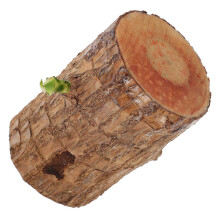 Symbolic Brazil Wood Plant, Enhancing Ambiance with Good Fortune