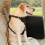 Car Door Protector for Dog Scratch Guard Pet-Large black right 6