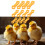 Plastic Bird Leg Fixer 12Pieces For Postures Corrections And 5