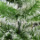 Homcom (7ft / 210cm) Homcom Christmas Tree Artificial Xmas with Metal Stand 8