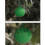 Odorless Insect Catcher For Mosquitoes Gnats Using-Green 7