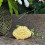 Convenient Molds for Making Green Bean Snacks Beautiful Pastries 4