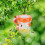 Μη τοξικές παγίδες σφηκών για εξωτερικούς χώρους, επαναχρησιμοποιήσιμες, 3