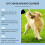 Mundpflege-Set für Katzen & Hunde 13
