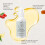 Face Essential Oil: Hydrates, Brightens, Nourishes 10