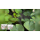 Bowl Lotus Flower Powder Hydroponic Flowering Fertilizer 7