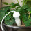 Plant Self-Watering Stakes Automatic Plant Watering-brown 7