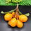 Simulation Loquat Kunststoff gefälschte Obst Modell künstliche 6