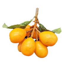 Simulation Loquat Artificial Simulation Loquat Fake Fruit Model