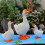 Figurine d'oies blanches, 3 pièces, animaux de ferme, Statue 6