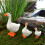 Figurine d'oies blanches, 3 pièces, animaux de ferme, Statue 4