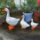 Figurine d'oies blanches, 3 pièces, animaux de ferme, Statue 7
