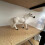Figurine d'animal de Collection de chevaux, décoration pour 4
